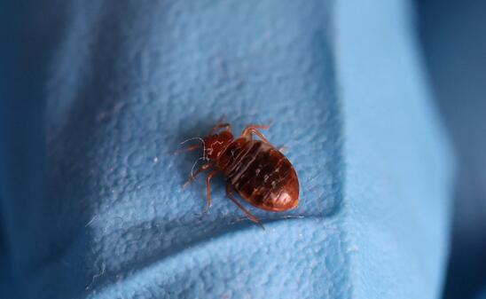 抗蟲(chóng)大作戰(zhàn) 韓國(guó)工程師設(shè)網(wǎng)站追蹤床蝨出沒(méi)地