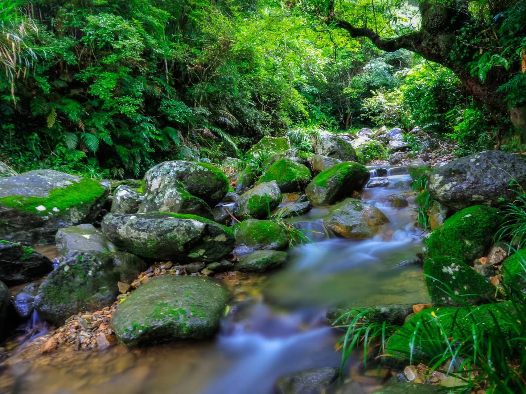 廣東車八嶺保護區(qū)又發(fā)現(xiàn)新物種——車八嶺竹葉蛙