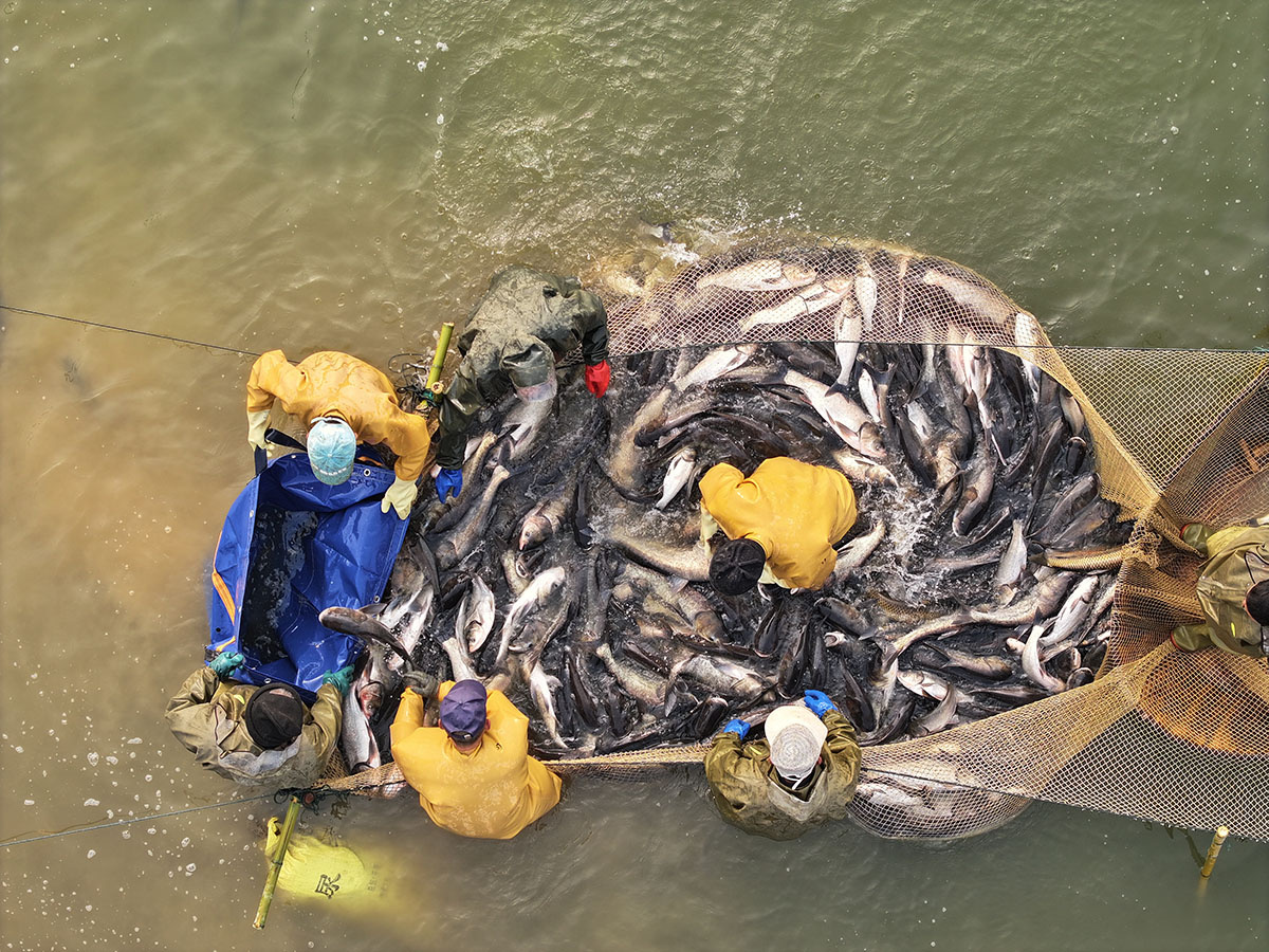 安徽巢湖：廟崗鎮(zhèn)尖山湖首屆生態(tài)捕魚節(jié)開幕