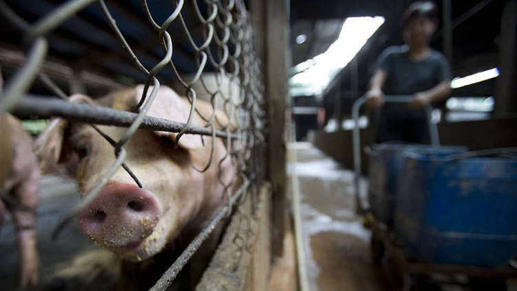 上水古洞豬場驗出非洲豬瘟病毒 漁護署正安排銷毀場內(nèi)逾400頭豬