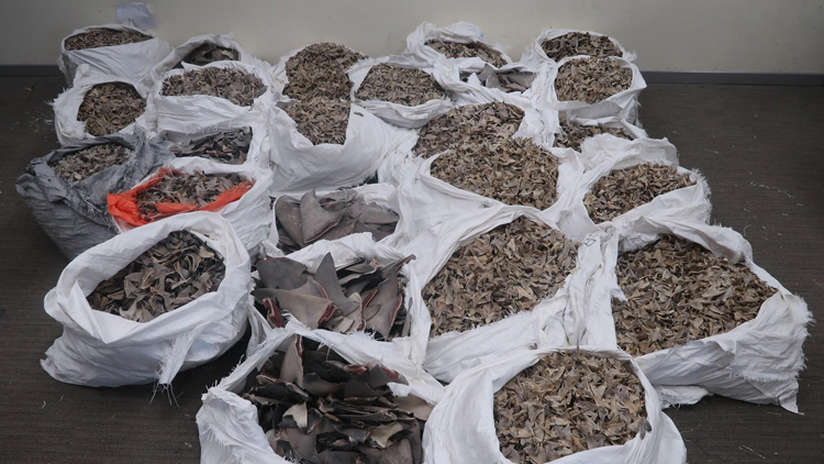 海關(guān)機(jī)場檢約800公斤懷疑受管制乾魚翅 拘1人