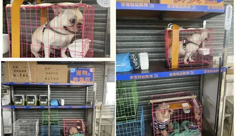 帶貓坐大巴回家！3條廣州出發(fā)客運(yùn)路線可攜貓同行