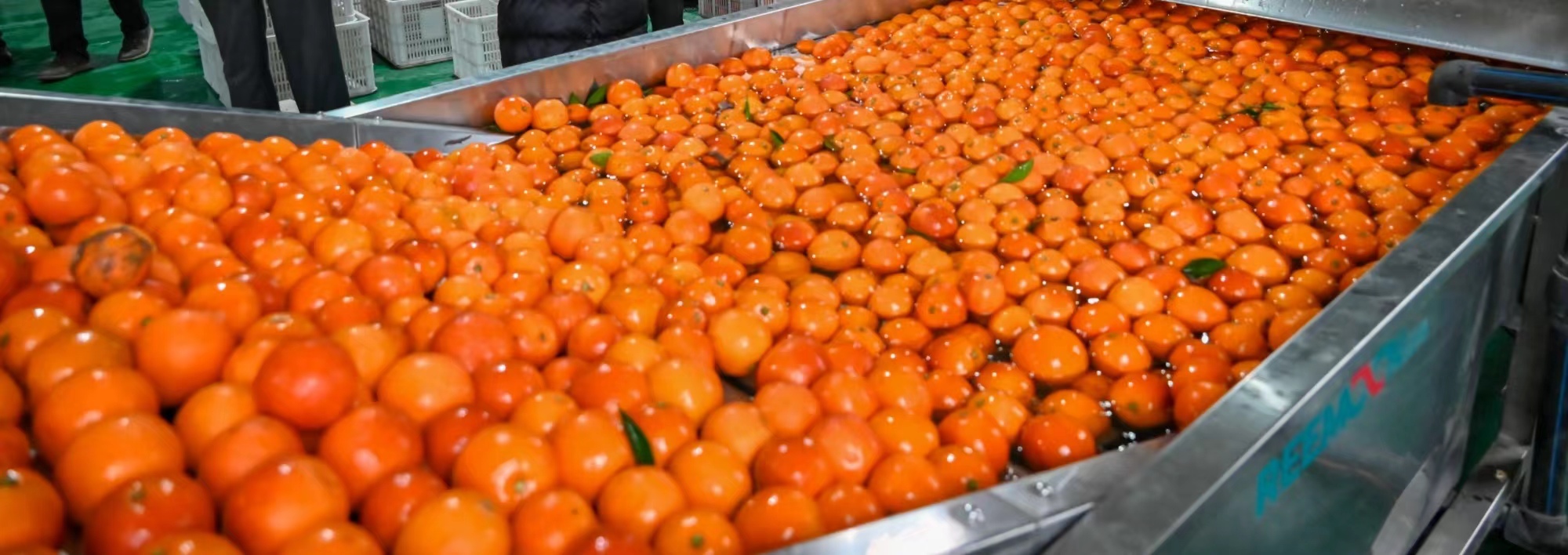 重慶萬州以柑橘為媒誠(chéng)邀天下客