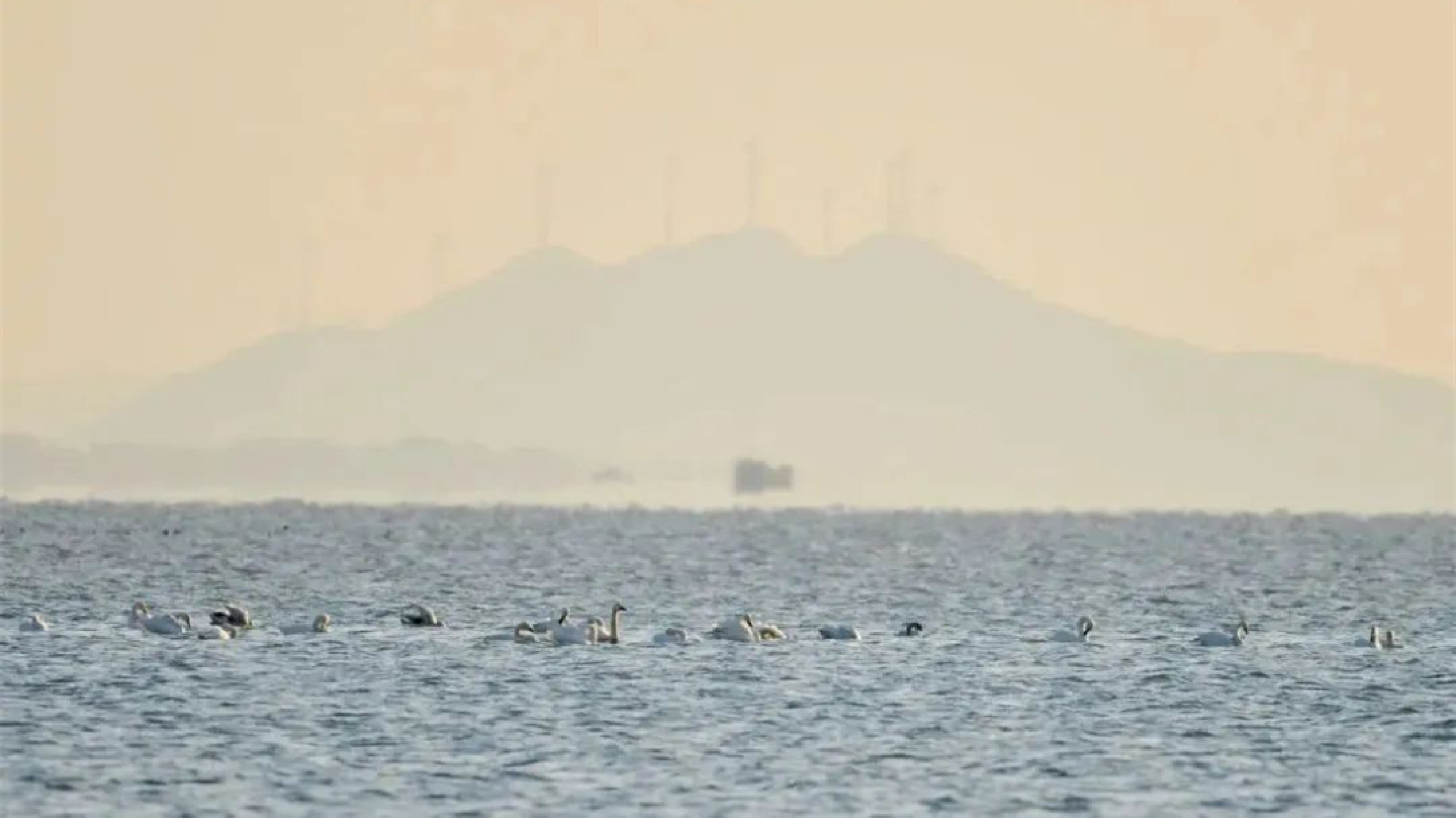 安徽巢湖：上演現(xiàn)實版「天鵝湖」