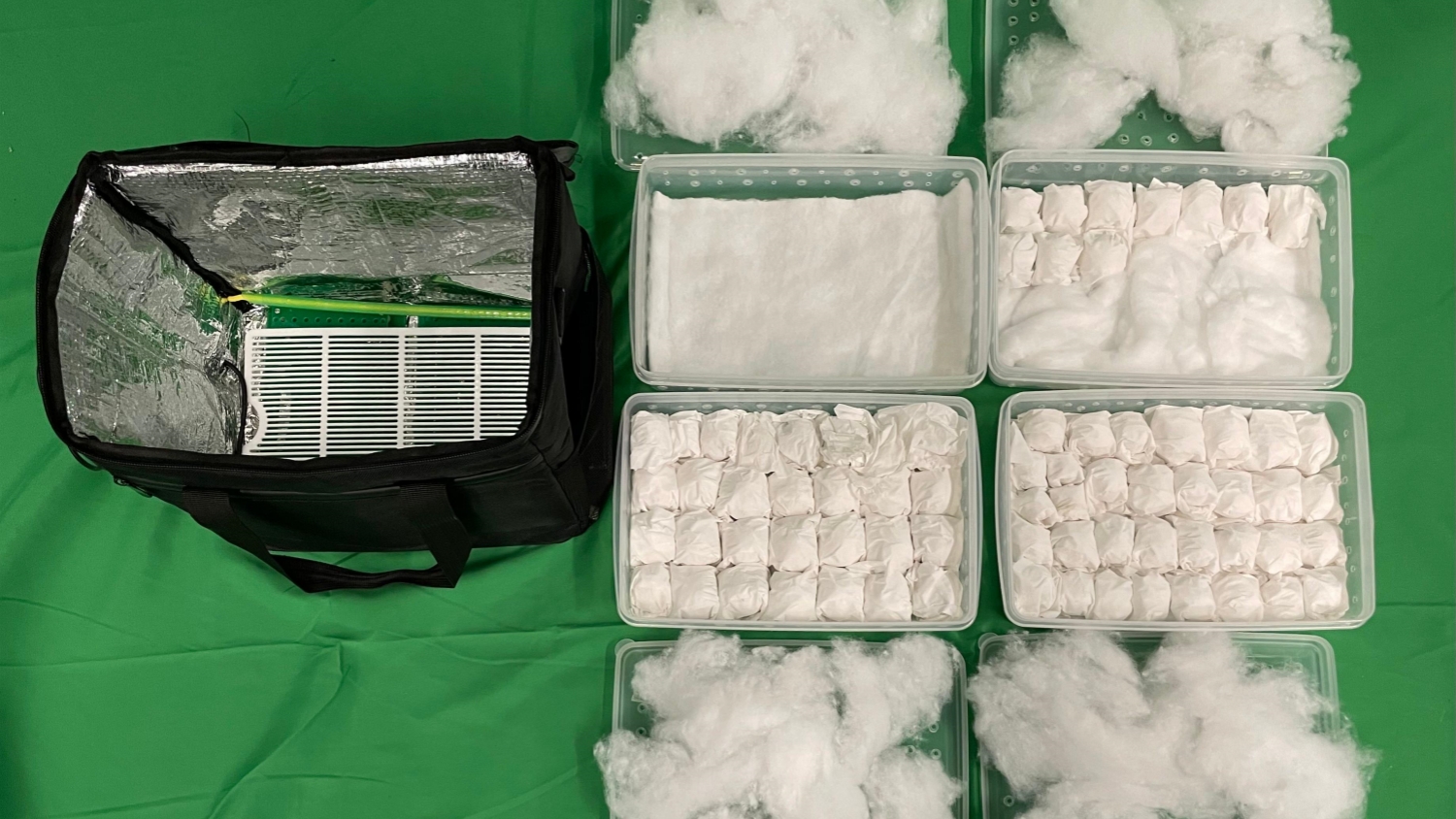 海關(guān)機(jī)場(chǎng)檢獲72隻鸚鵡蛋估計(jì)市值約45萬