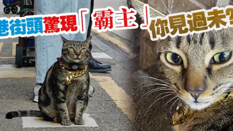 港俾你聽｜脖戴金鏈，這條街被TA承包了？