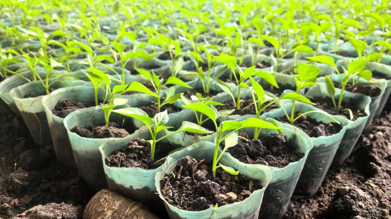 黑龍江寶清：搶抓農(nóng)時(shí)不負(fù)春 大棚蔬菜種植忙