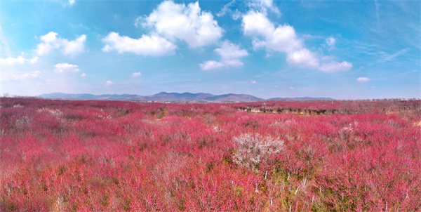 安徽巢湖：千畝梅花進(jìn)入最佳觀賞期
