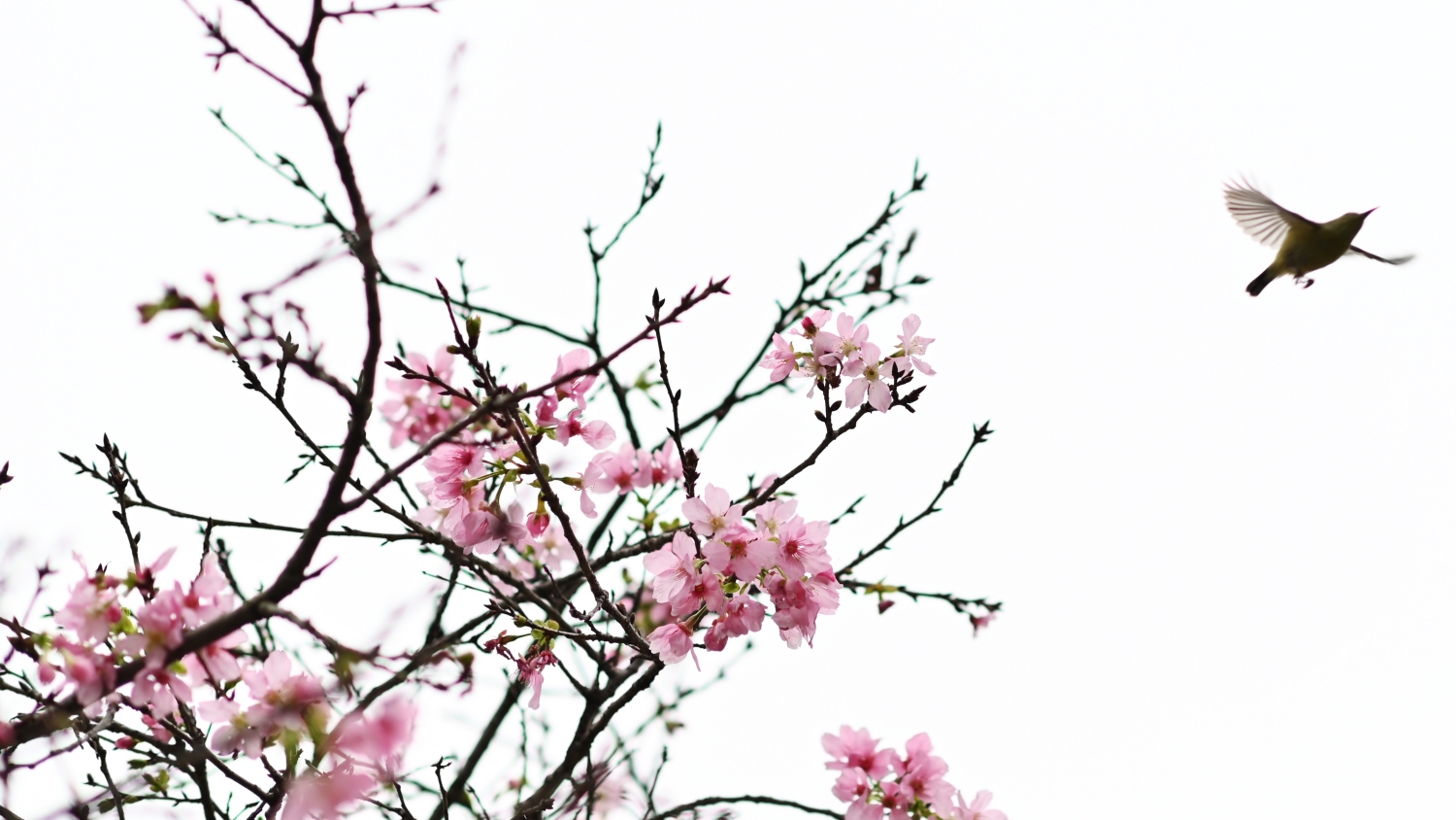 廣東未來三天雨水持續(xù)「打卡」 後天韶關(guān)清遠等地局部大雨傾盆