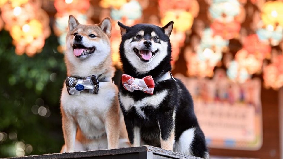 調(diào)查：香港主人平均花49萬養(yǎng)一隻寵物 最大消費糧食及零食