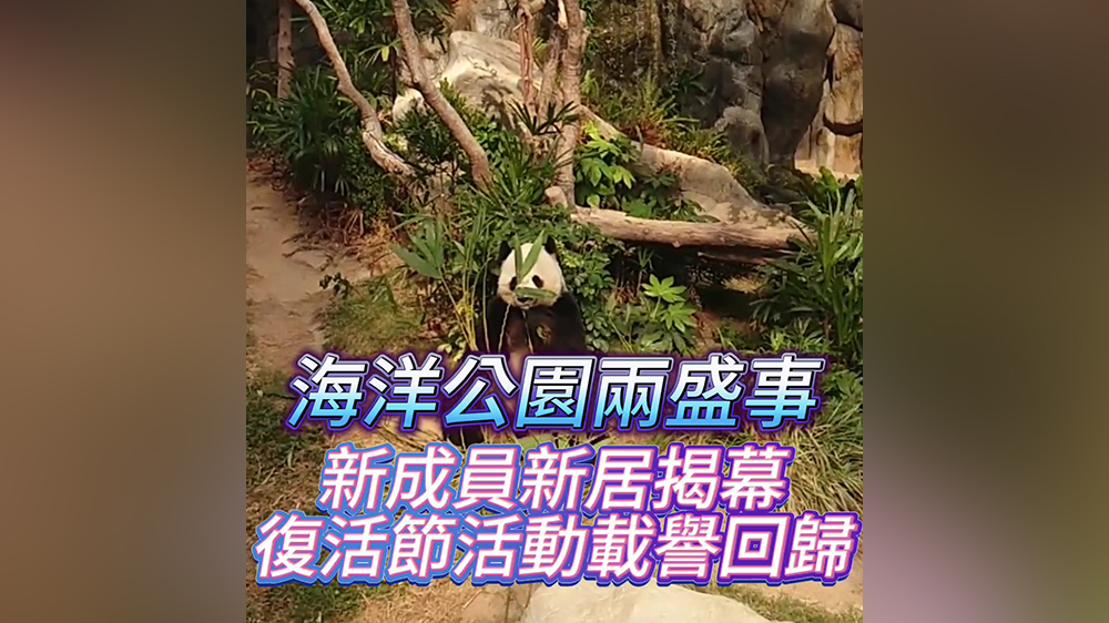 有片｜海洋公園兩盛事 新成員新居揭幕 復(fù)活節(jié)活動(dòng)載譽(yù)回歸