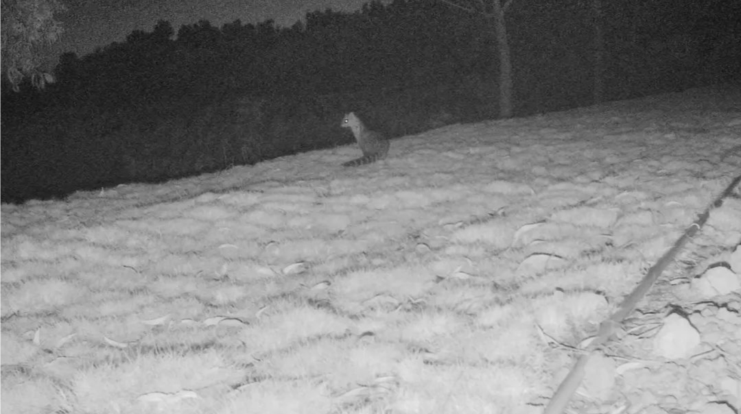 又有「國家一級保護(hù)動物」來做客！小靈貓首次現(xiàn)身福田紅樹林