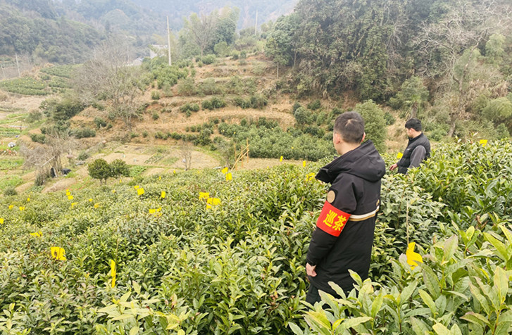 皖祁門古溪鄉(xiāng)：建好巡「茶」隊  打好「防控仗」
