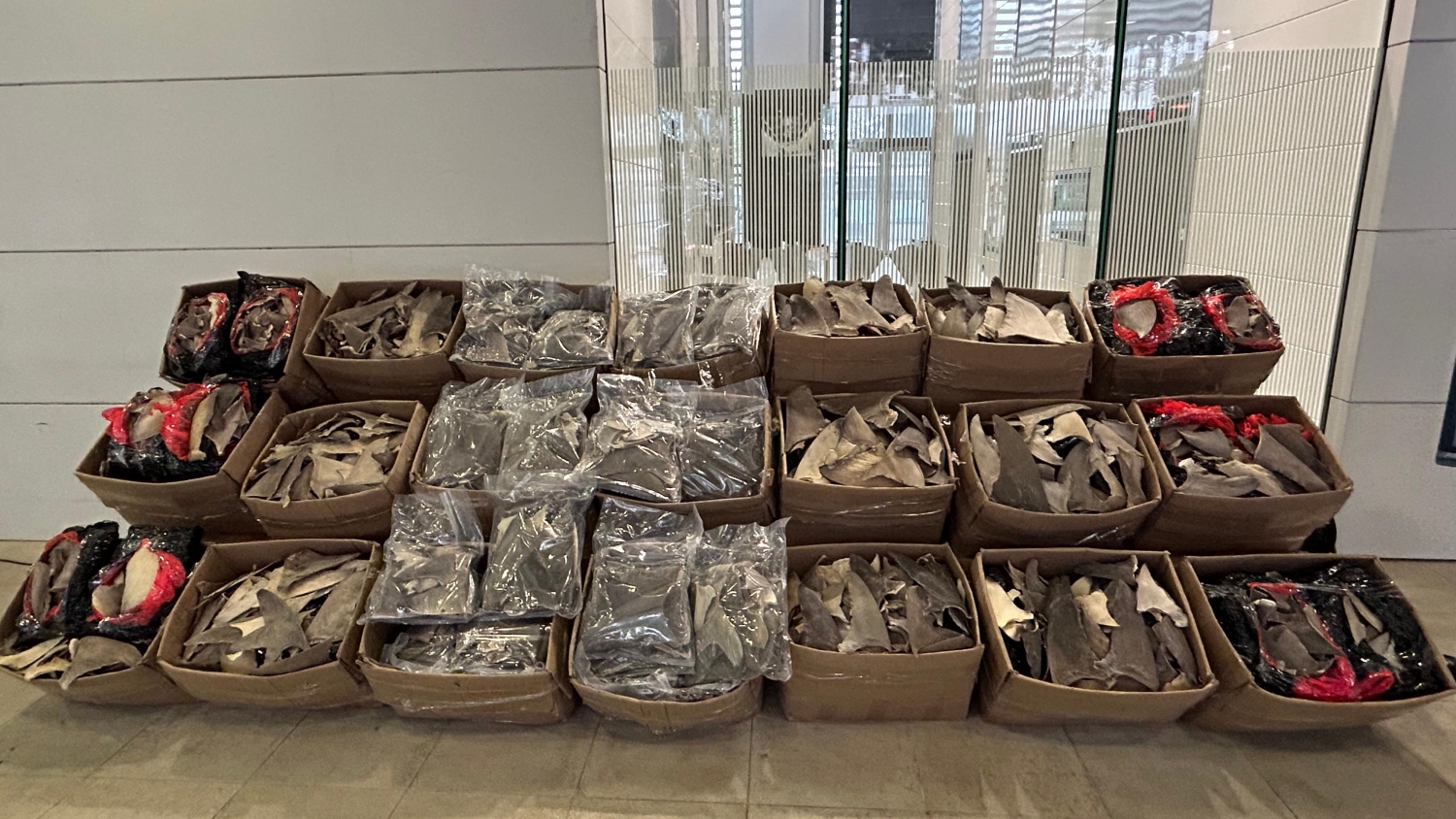 海關(guān)檢獲約一公噸懷疑受管制乾魚翅 市值約500萬元