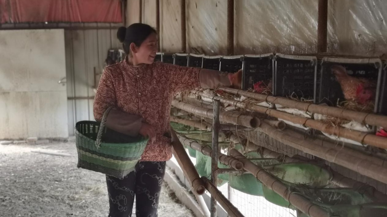 息縣彭店鄉(xiāng)：種養(yǎng)結(jié)合高效循環(huán) 打造綠色生態(tài)農(nóng)業(yè)