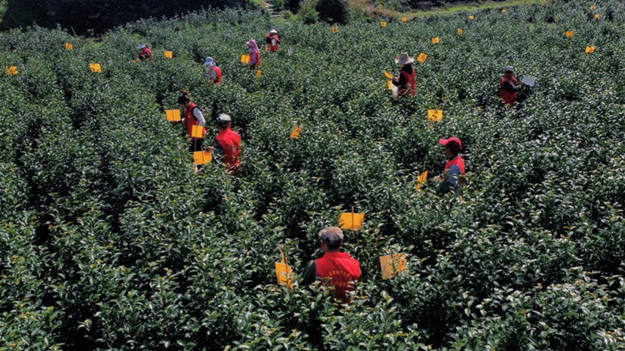 皖祁門：擦亮「黨建紅」 守護「生態(tài)茶」