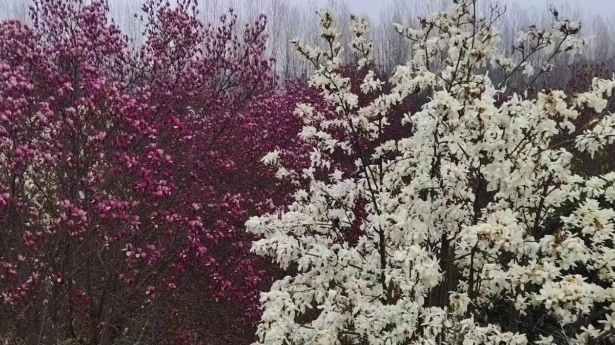 河南南召：山鄉(xiāng)玉蘭別樣紅