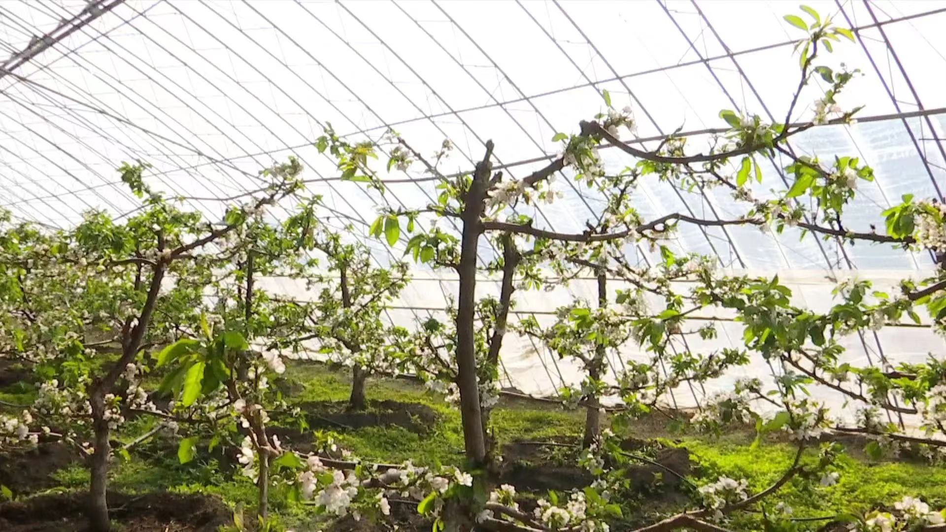 黑龍江湯原縣：櫻桃花開(kāi)春意濃