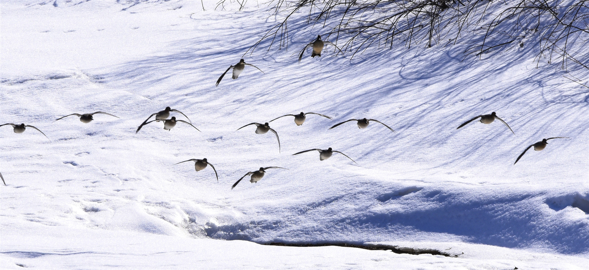 黑龍江迎春林區(qū)：迎來候鳥遷徙高峰 早春「歸鳥圖」美不勝收