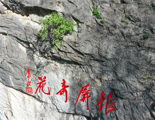 安徽巢湖：銀屏牡丹觀賞節(jié)開幕