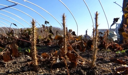 【對接大灣區(qū)·寒地龍藥耀九州】系列報道之八十一  虎林刺五加何以聲名遠播？