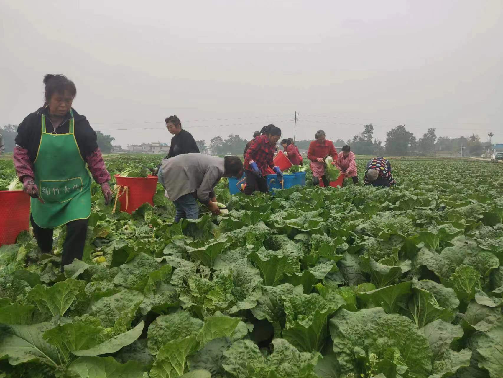 四川綿陽安州：政協(xié)助力 破解鄉(xiāng)村產(chǎn)業(yè)發(fā)展瓶頸