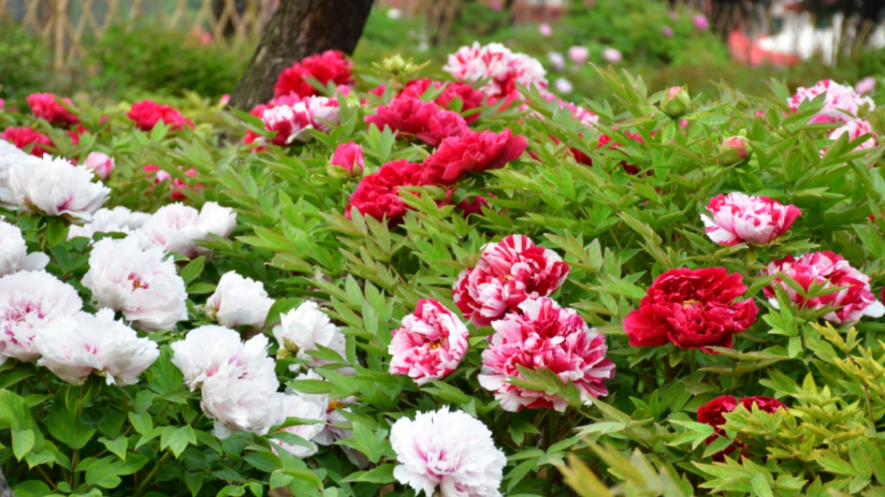 今年  山東菏澤計劃發(fā)起「牡丹出?！鬼椖? title=