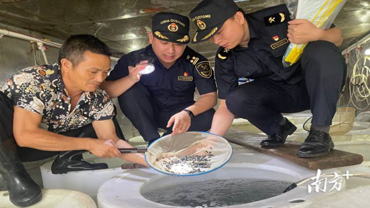 ? 打開東南亞市場 湛江金鯧魚苗擴大出口