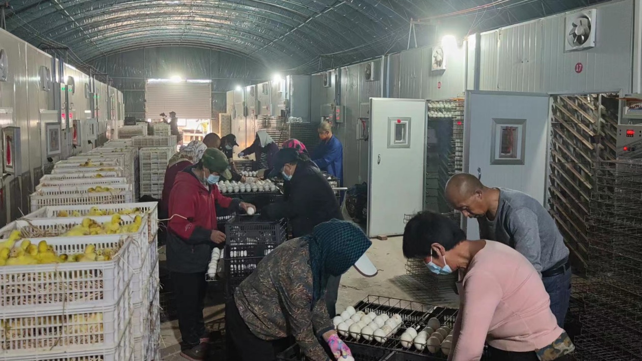 黑龍江湯原：小鵝雛「孵出」大產(chǎn)業(yè)