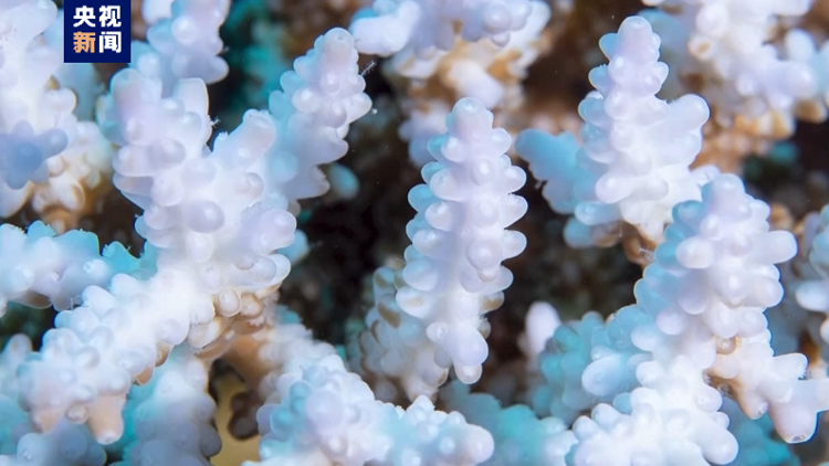 史上最嚴(yán)重！澳洲大堡礁遭遇大規(guī)模白化事件