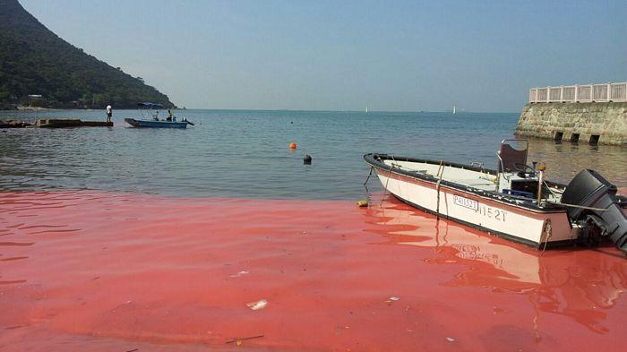 過(guò)去一周本港水域發(fā)現(xiàn)10宗紅潮