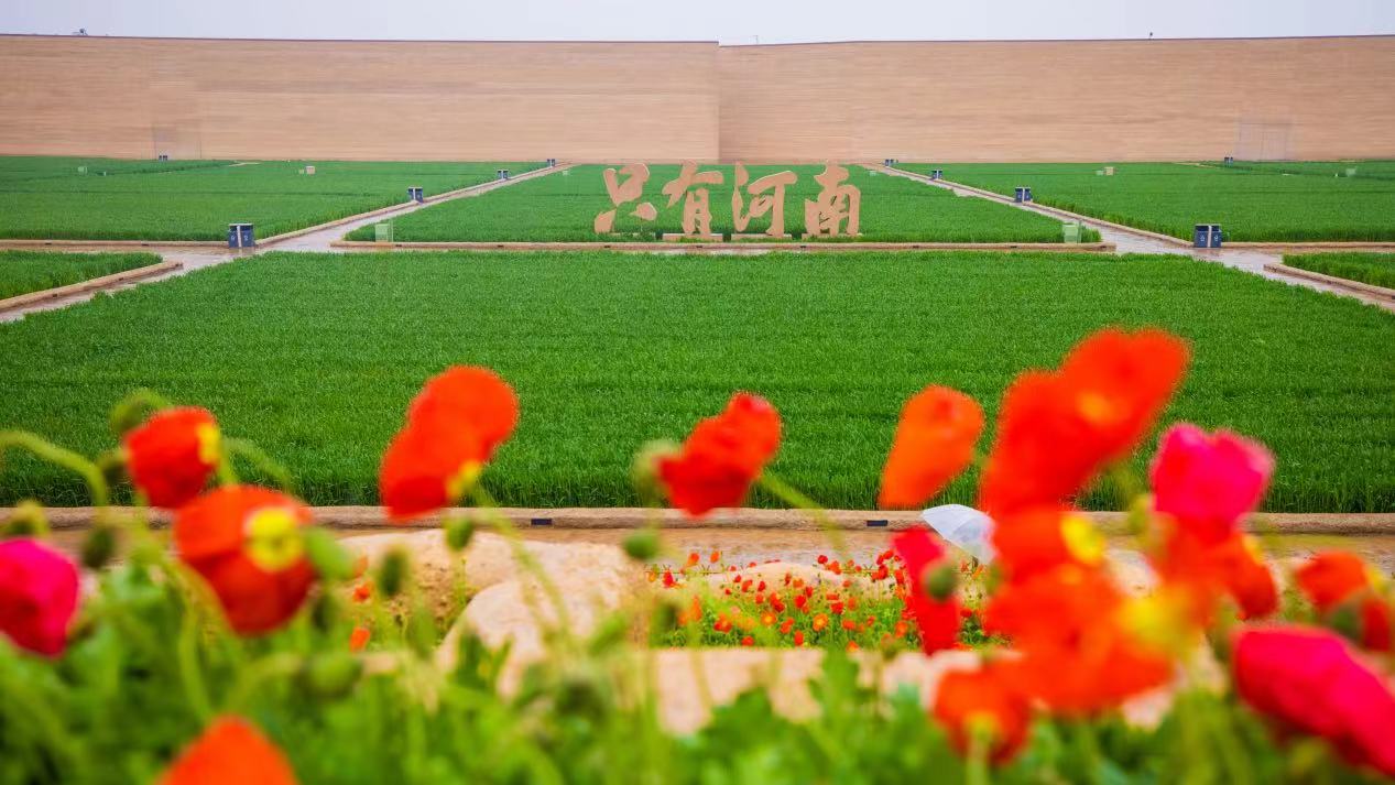 上千場演出、多線路玩法，只有河南與電影小鎮(zhèn)解鎖出遊新體驗