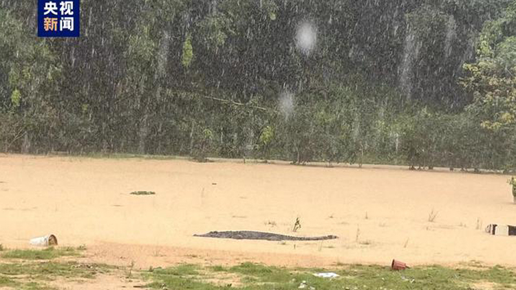 廣東中山出逃鱷魚已找回3條 剩餘1條在布控範圍內(nèi)