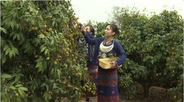 海南樂東聚力「一村一品」 推動(dòng)無花果等特色產(chǎn)業(yè)發(fā)展促增收