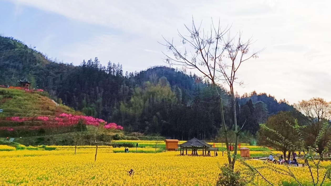 皖黟縣西遞鎮(zhèn)「油菜觀光+」實(shí)現(xiàn)創(chuàng)收增收