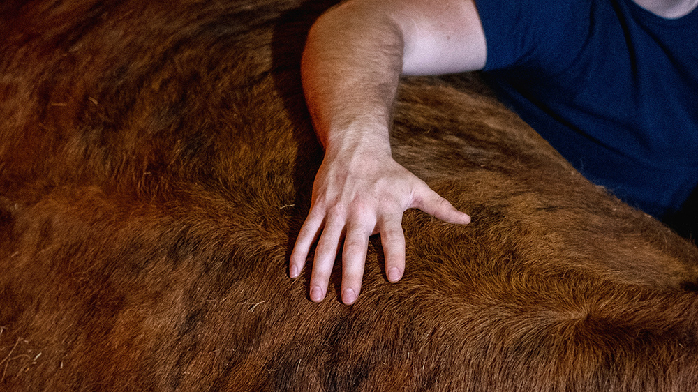 禽流感在美國多地奶牛場蔓延 聯(lián)邦政府斥資近2億美元遏制疫情