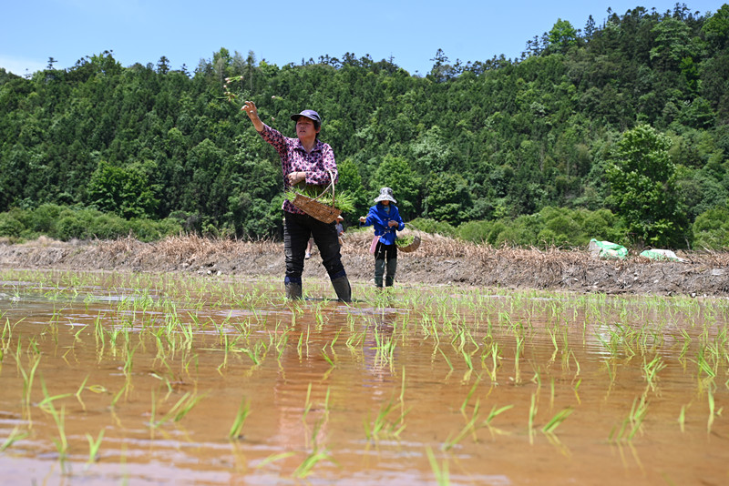 皖祁門：「新農(nóng)人」成為夏種「主力軍」
