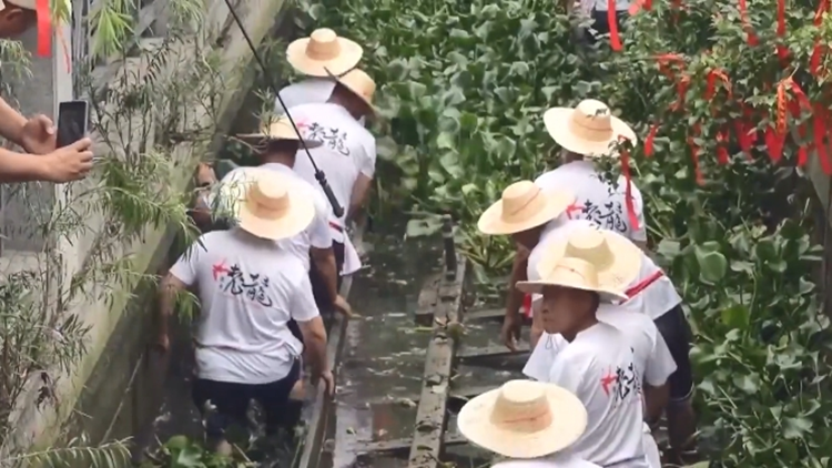 全國現(xiàn)存最古老龍舟！592歲鹽步老龍「重出江湖」