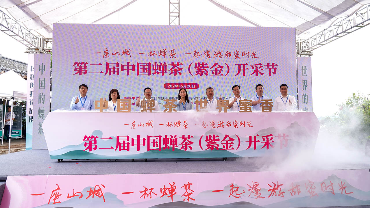 中國的蟬茶，世界的蜜香！河源紫金舉辦第二屆中國蟬茶開採節(jié)