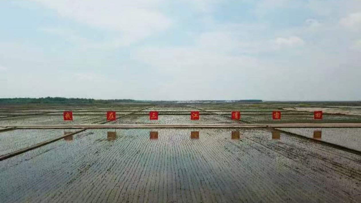 北大荒集團(tuán)建三江分公司：1210萬畝農(nóng)作物全部播種在高產(chǎn)期