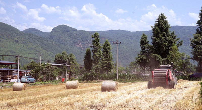 環(huán)保與經(jīng)濟(jì)效益「雙贏」 四川綿竹秸稈綜合利用率達(dá)96.39%