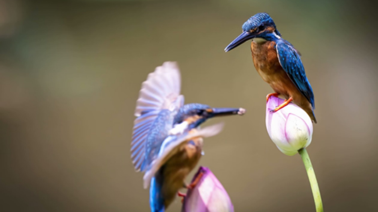 四川江油綠水青山生態(tài)美 野生動(dòng)物頻頻「出鏡」