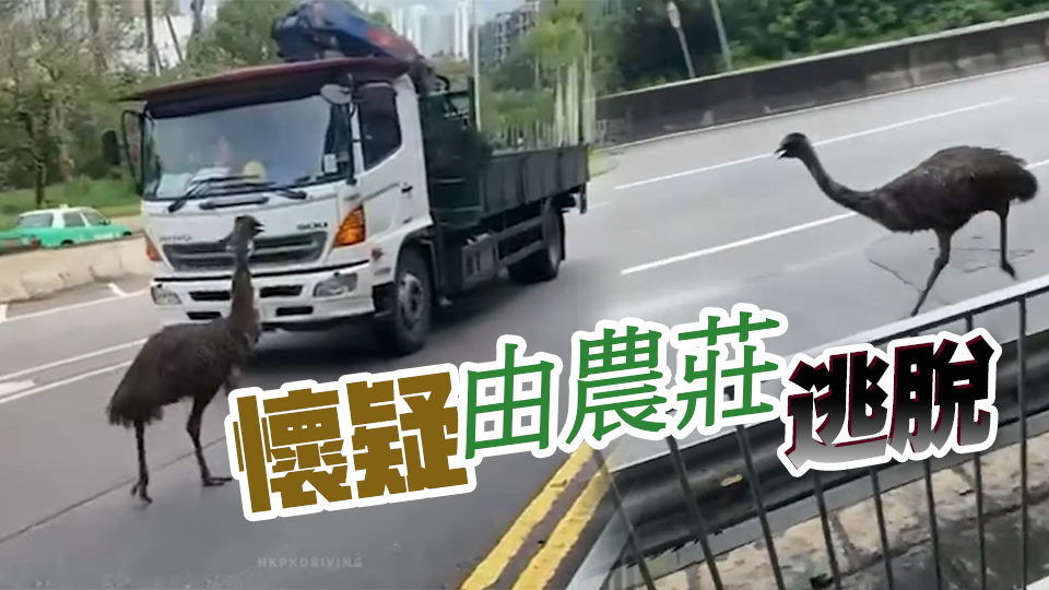 一隻鴯鶓於天水圍出沒(méi) 馬路上來(lái)回奔跑