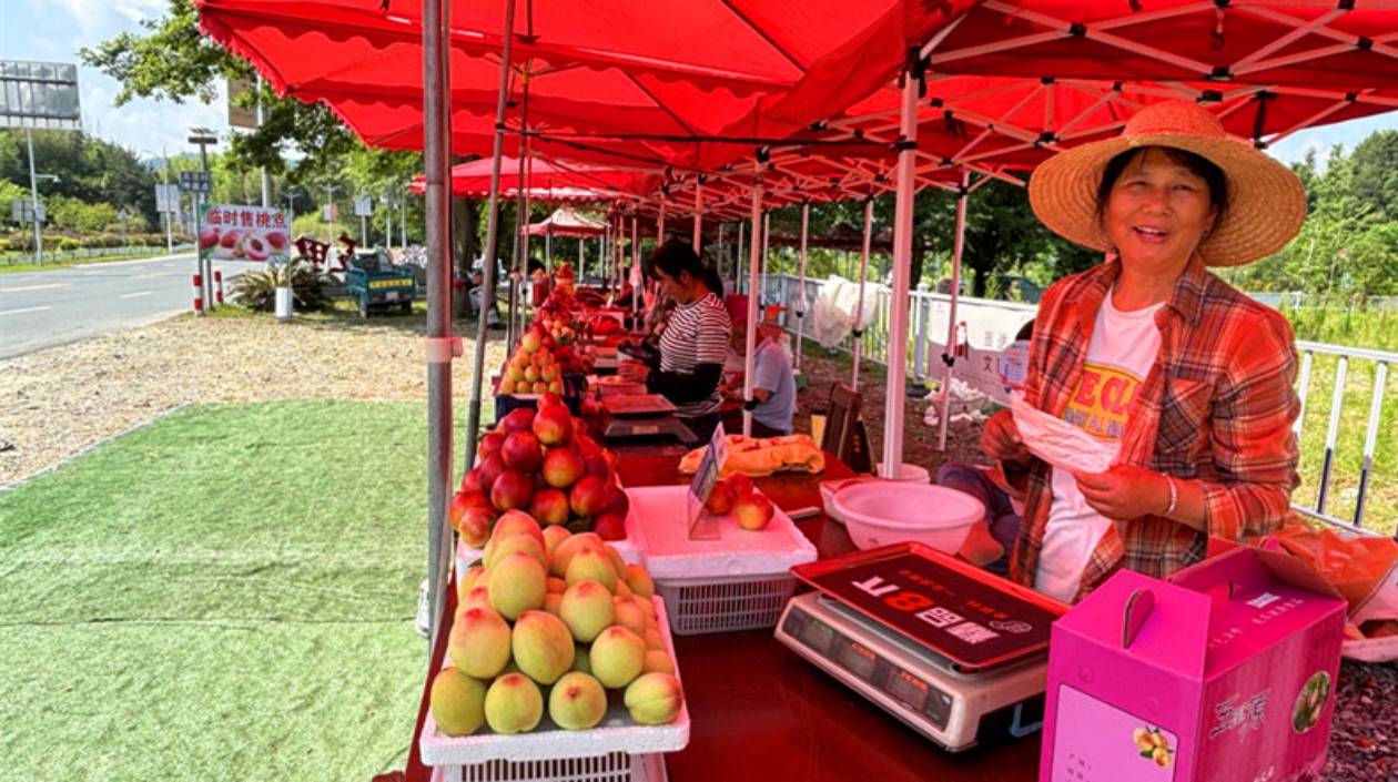 皖黟縣碧陽鎮(zhèn)：五里千畝桃園迎來採摘期