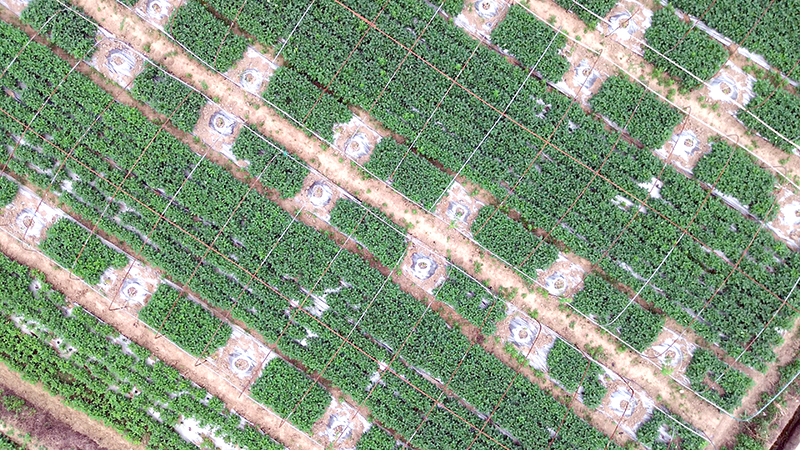 四川綿竹萬畝蔬菜豐收在即 實現(xiàn)四季生產(chǎn)全年供應(yīng)