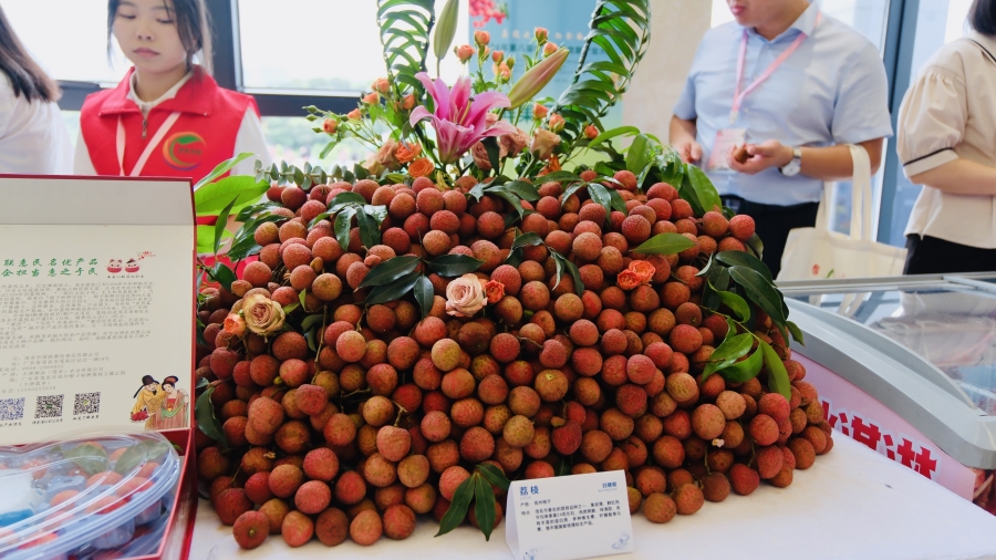 荔紅時節(jié)，灣區(qū)媒體聚焦茂名鄉(xiāng)村振興