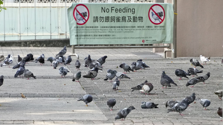 野生動(dòng)物保護(hù)修例刊憲 禁餵飼野鴿 最高罰款10萬(wàn)元監(jiān)禁1年