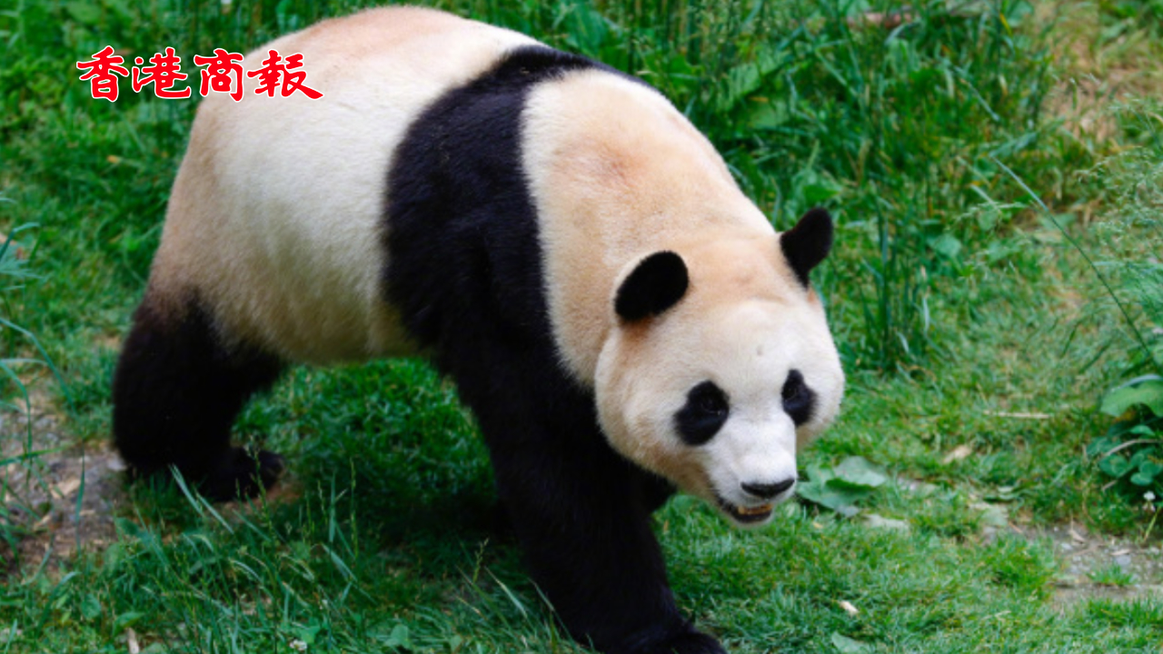 有片｜熊貓「福寶」亮相！今日起開放與公眾見面