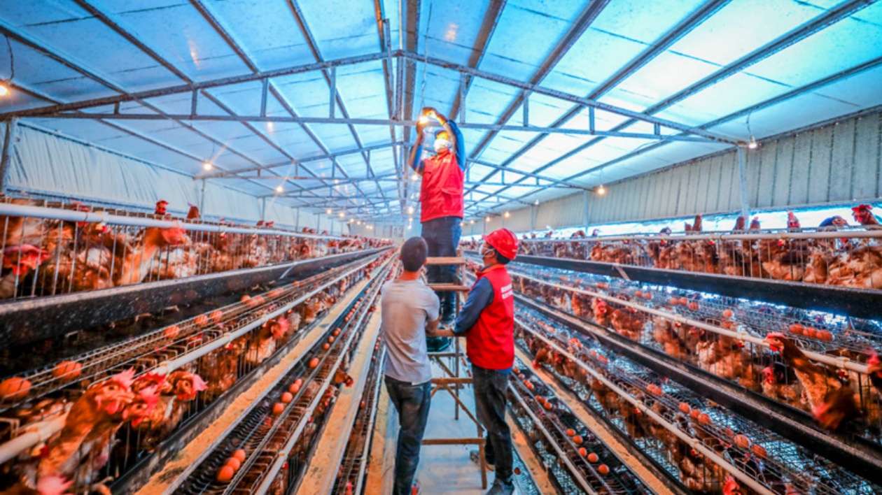 救場(chǎng)如救火  皖祁門(mén)為農(nóng)村養(yǎng)殖「充滿(mǎn)電」