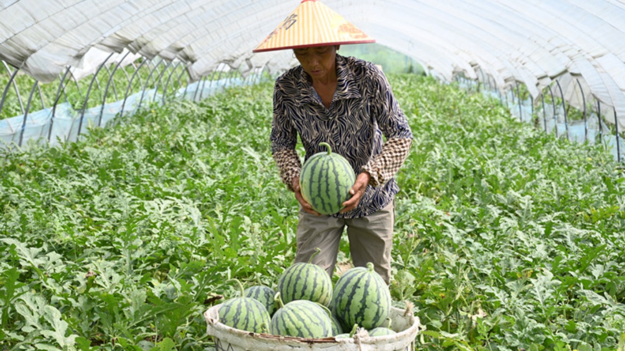 皖祁門(mén)縣：「生態(tài)王國(guó)」翠色慾滴  大棚西瓜甜蜜上市